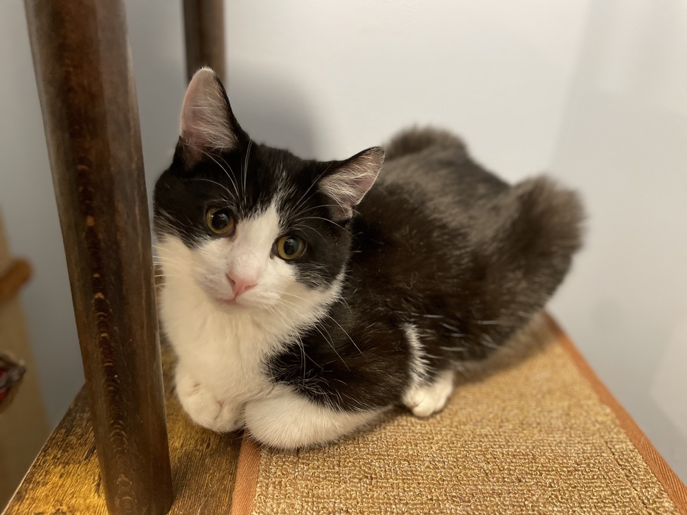 Nellie (Bonded with Batman)