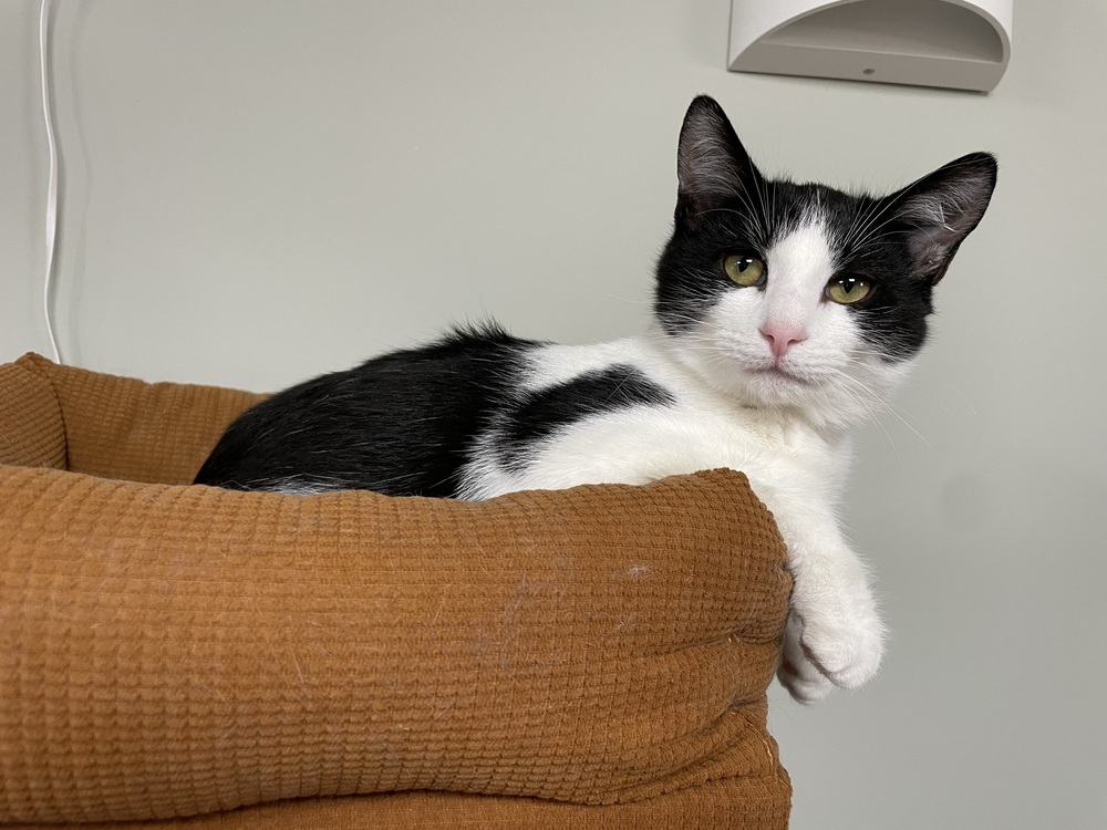 Nellie (Bonded with Batman)