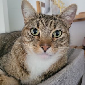 CLYDE -3 year old neutered male -Super sweetie -Rescued after at least 6 months 