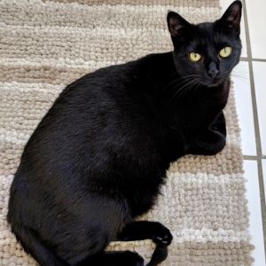 Shaq and his siblings are bottle babies and because they were raised by human ha