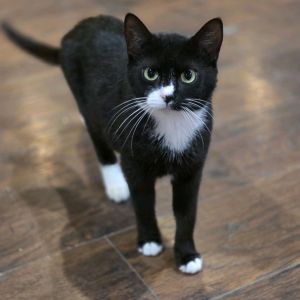 Baby Girl, Adult Female Domestic Short Hair