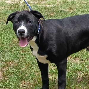 Moonmist 5202, Young Male Terrier