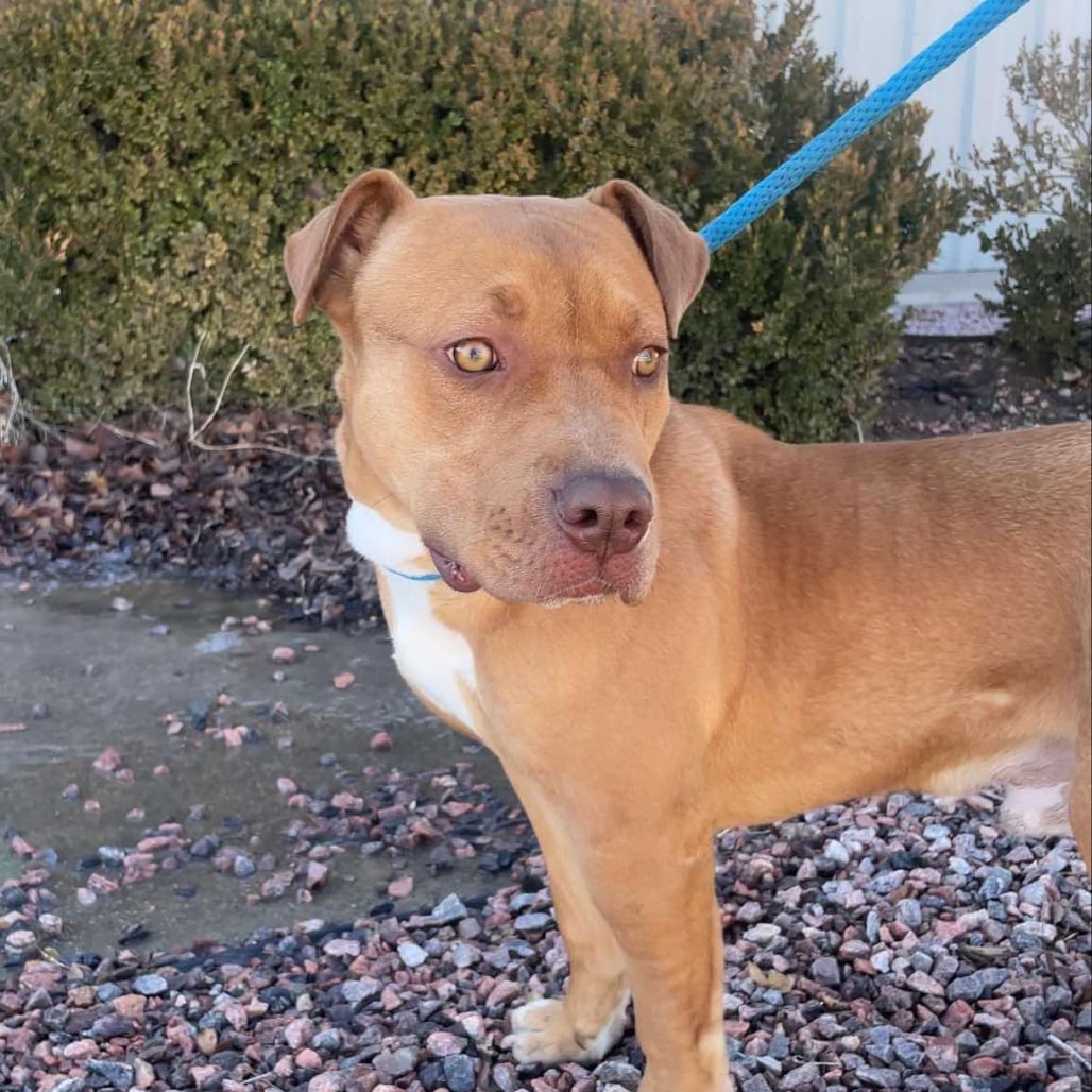 Redbull, an adoptable Pit Bull Terrier in Garden City, KS, 67846 | Photo Image 1