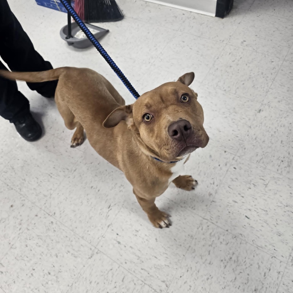 Redbull, an adoptable Pit Bull Terrier in Garden City, KS, 67846 | Photo Image 2