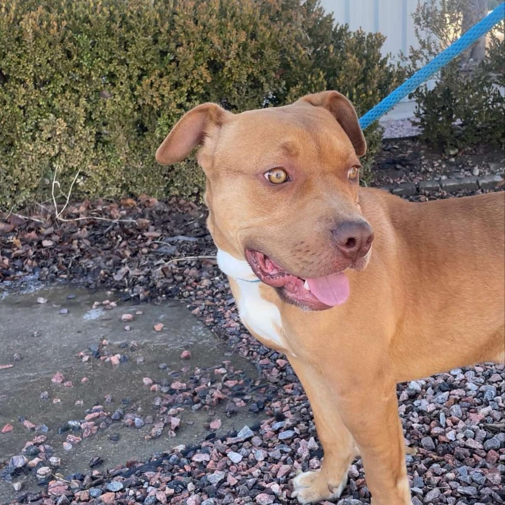 Redbull, an adoptable Pit Bull Terrier in Garden City, KS, 67846 | Photo Image 3