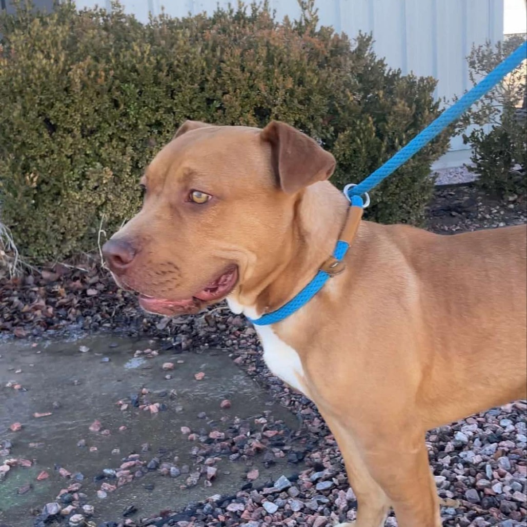 Redbull, an adoptable Pit Bull Terrier in Garden City, KS, 67846 | Photo Image 4