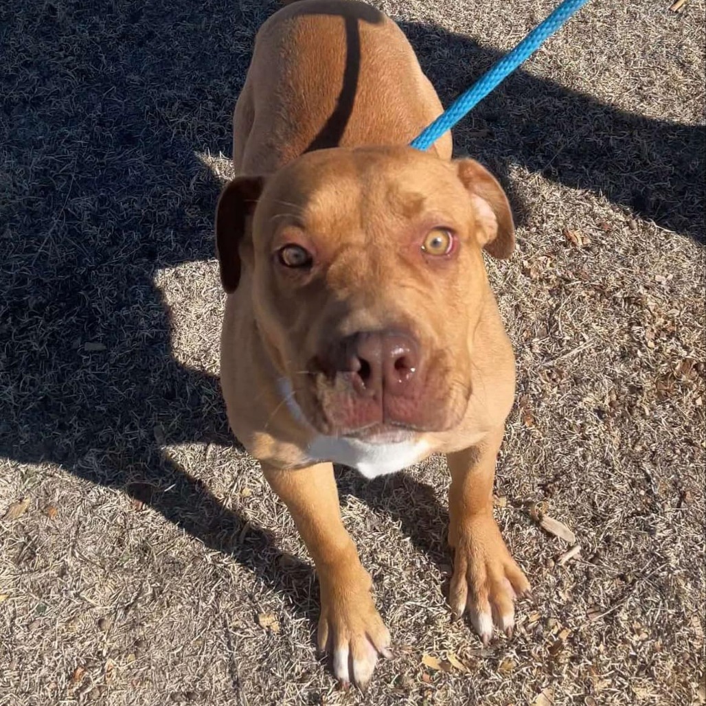 Redbull, an adoptable Pit Bull Terrier in Garden City, KS, 67846 | Photo Image 5