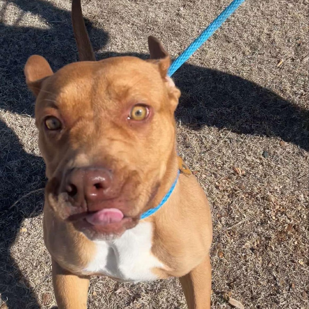 Redbull, an adoptable Pit Bull Terrier in Garden City, KS, 67846 | Photo Image 6