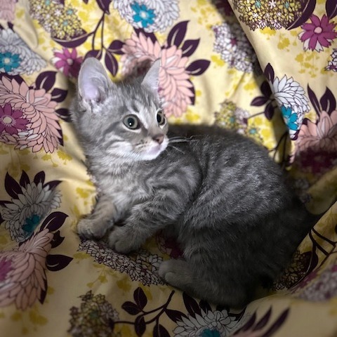 Hugo