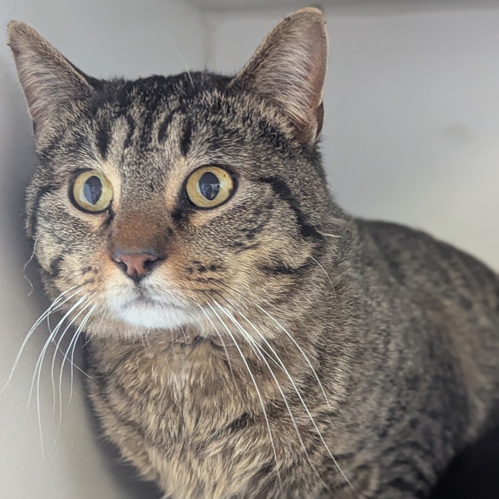 Kimchi, an adoptable Domestic Short Hair in Norfolk, NE, 68701 | Photo Image 1