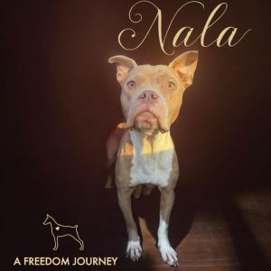 Nala, Adult Female unknown