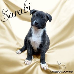 Sarabi, Young Female unknown