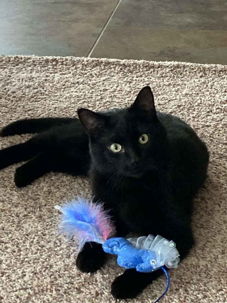 Eclipse, an adoptable Domestic Short Hair in Cloquet, MN, 55720 | Photo Image 1