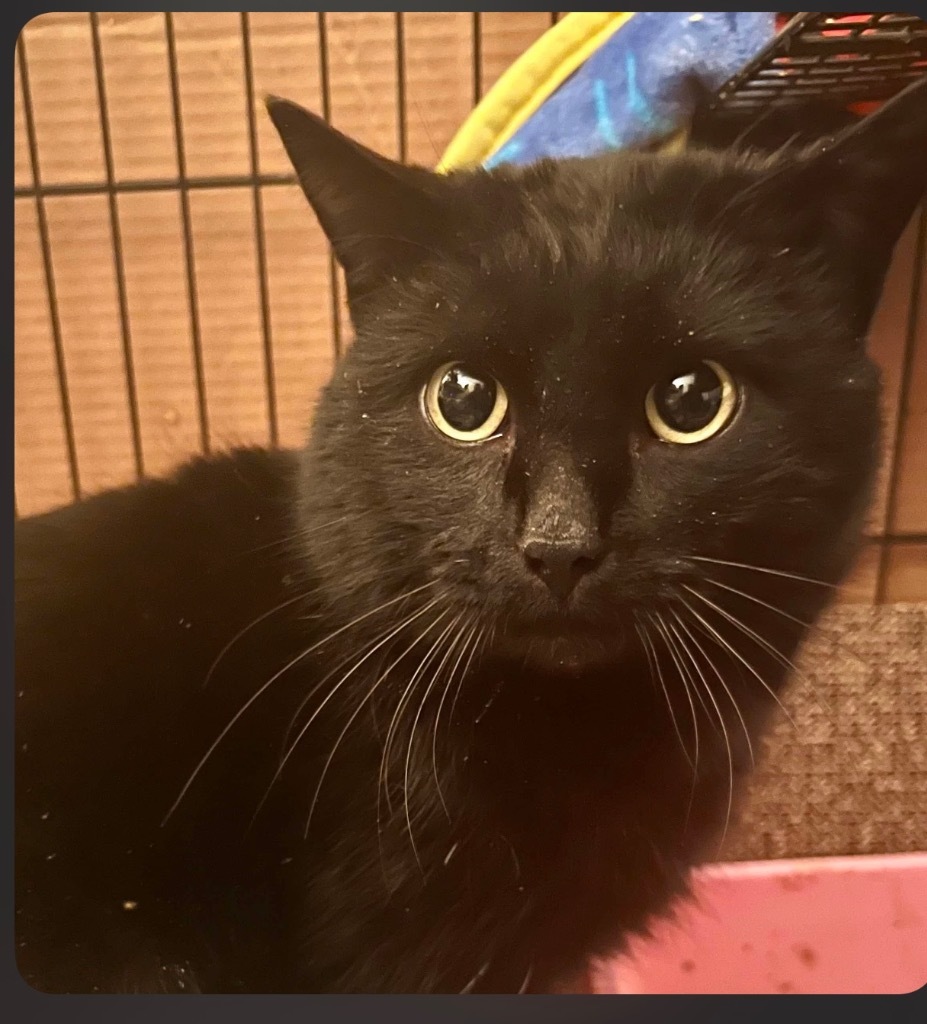 Eclipse, an adoptable Domestic Short Hair in Cloquet, MN, 55720 | Photo Image 2