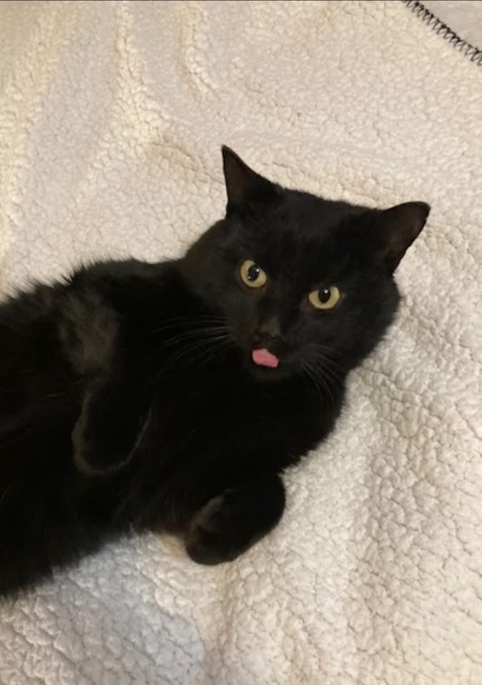 Eclipse, an adoptable Domestic Short Hair in Cloquet, MN, 55720 | Photo Image 3