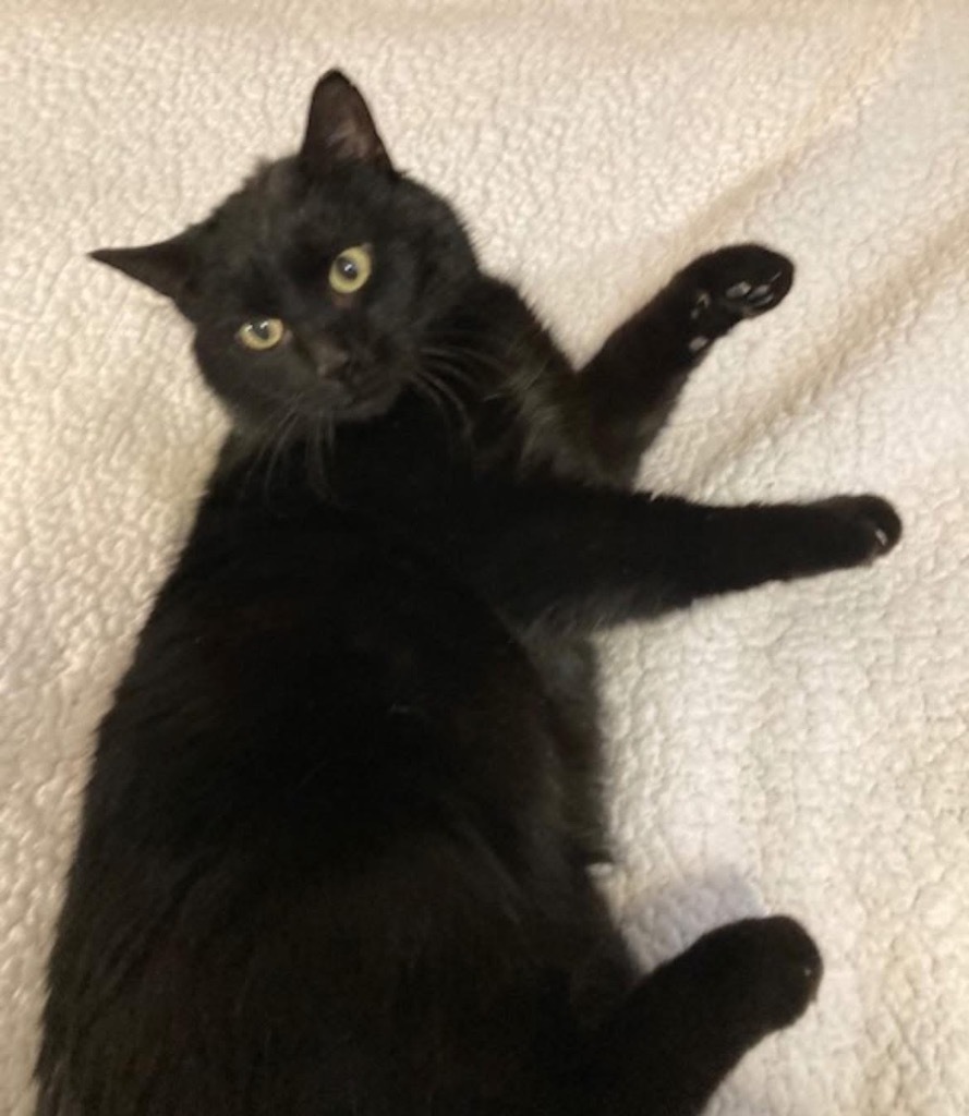 Eclipse, an adoptable Domestic Short Hair in Cloquet, MN, 55720 | Photo Image 4