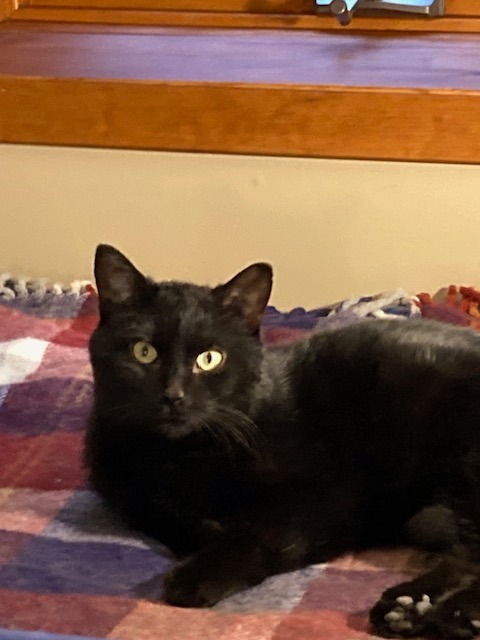 Eclipse, an adoptable Domestic Short Hair in Cloquet, MN, 55720 | Photo Image 5