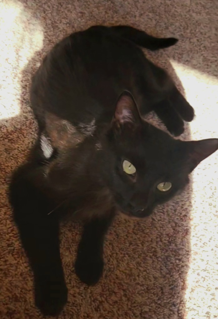 Eclipse, an adoptable Domestic Short Hair in Cloquet, MN, 55720 | Photo Image 6