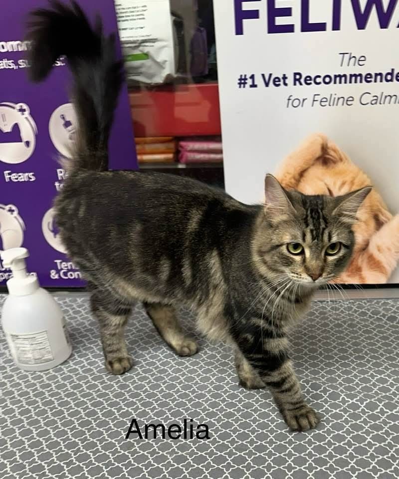 Amelia