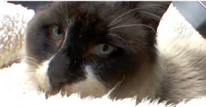Rudee, Adult Male Siamese