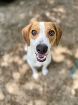 Bourbon, Young Male Treeing Walker Coonhound