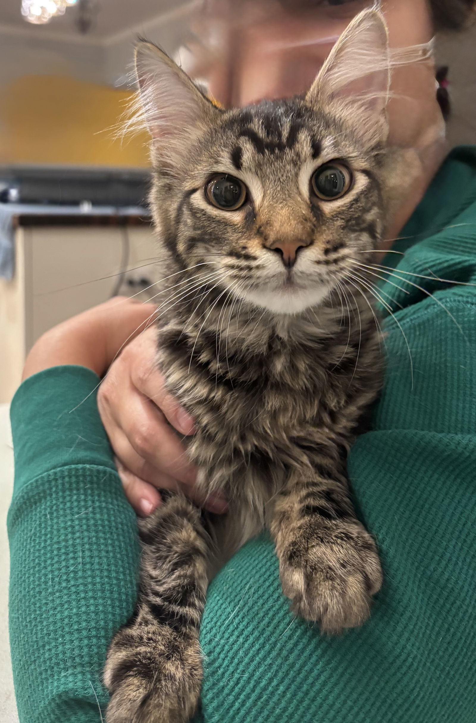 Casanova (available for pre-adoption)