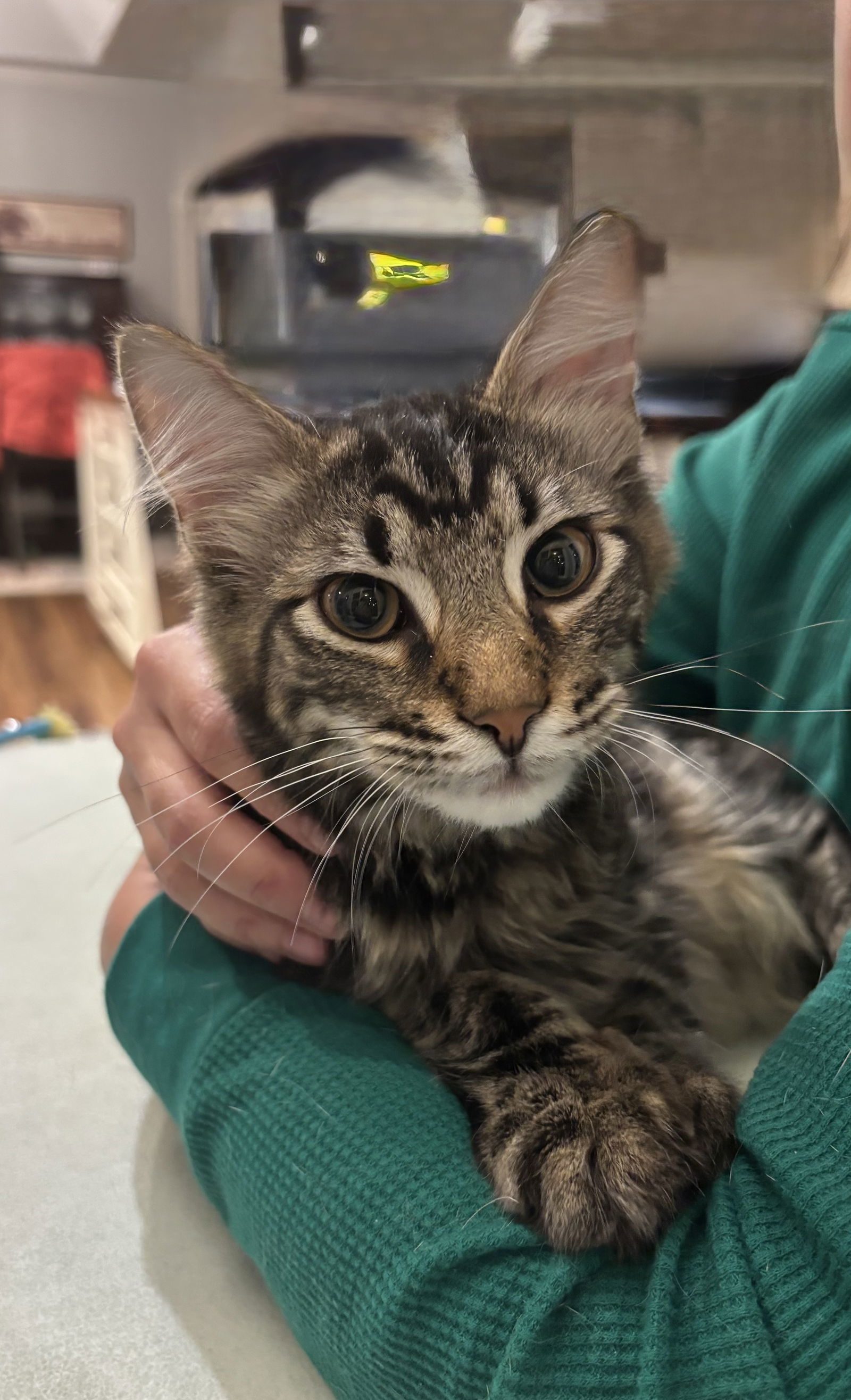 Casanova (available for pre-adoption)