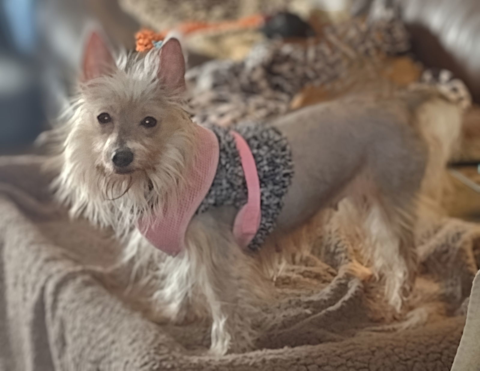 Chrissy, an adoptable Yorkshire Terrier, Dachshund in Sioux Falls, SD, 57101 | Photo Image 1