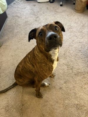 Lacy, Adult Female unknown