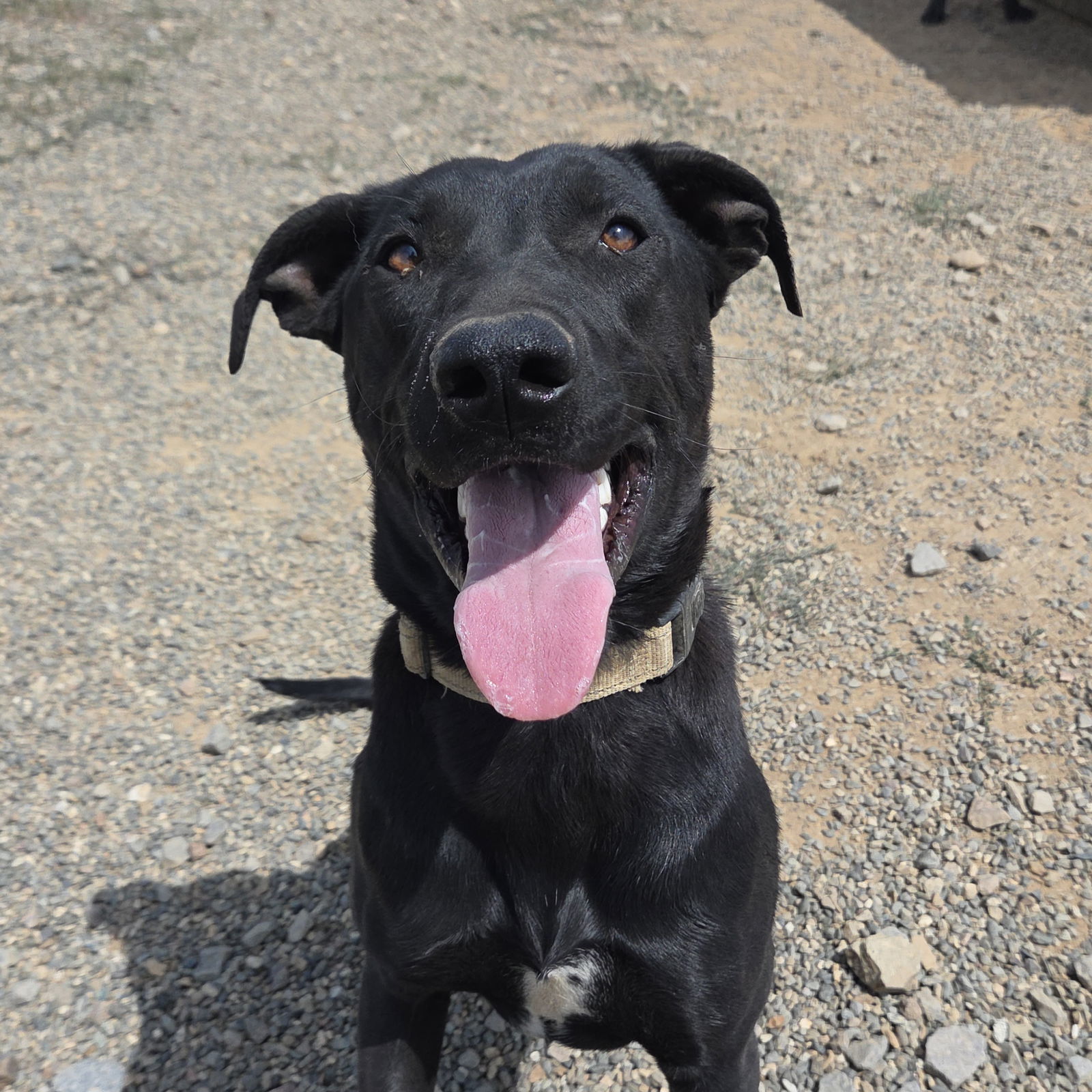 Boomer, an adoptable Labrador Retriever, Greyhound in Yreka, CA, 96097 | Photo Image 1