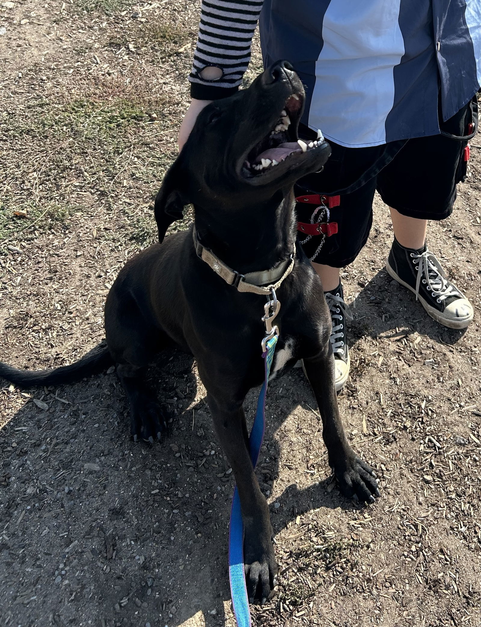 Boomer, an adoptable Labrador Retriever, Greyhound in Yreka, CA, 96097 | Photo Image 2