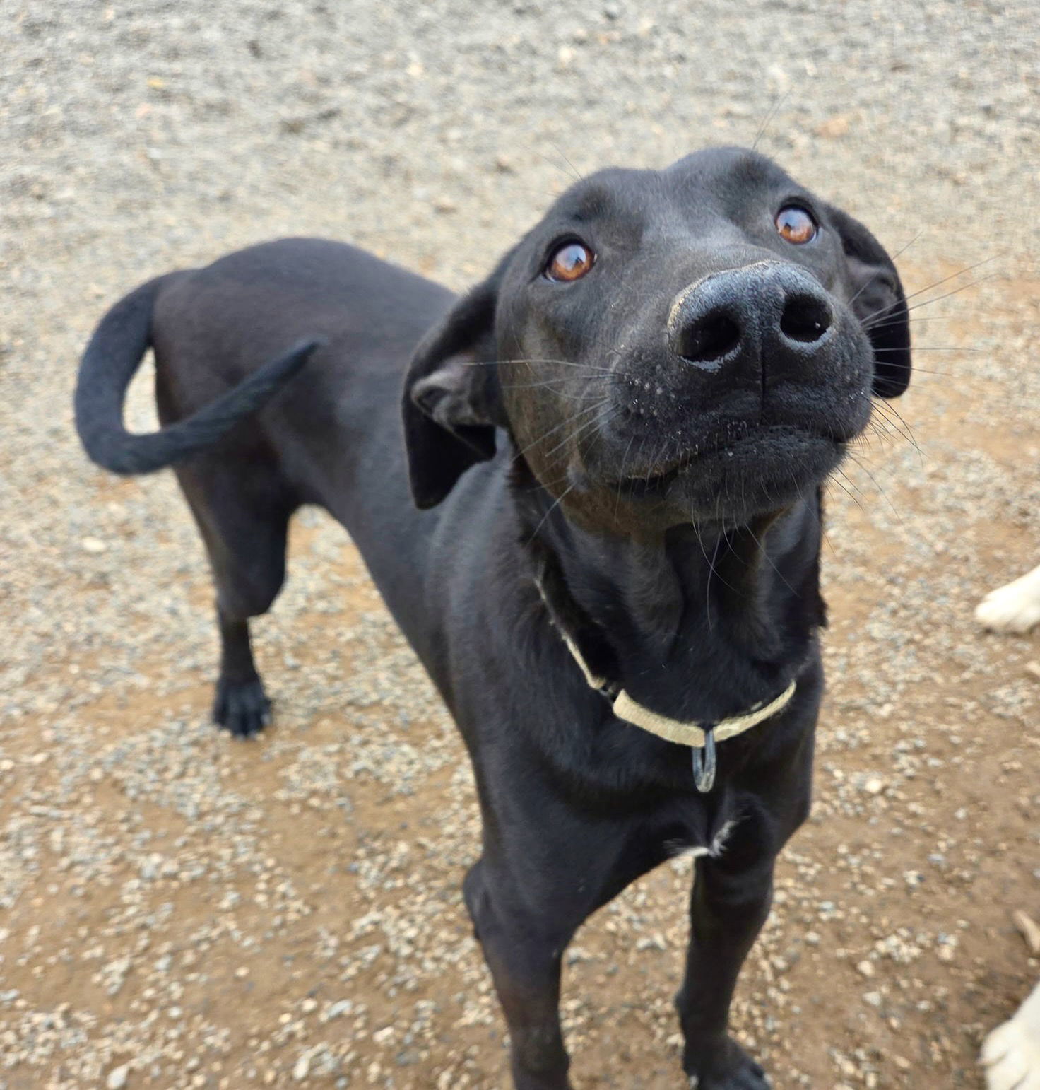 Boomer, an adoptable Labrador Retriever, Greyhound in Yreka, CA, 96097 | Photo Image 3