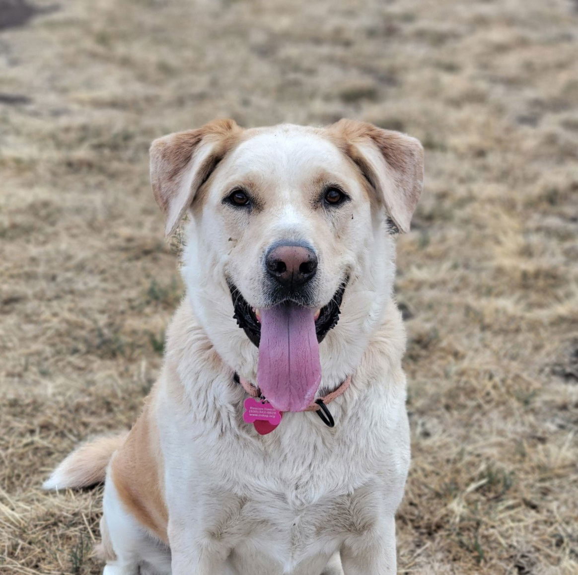 Tramp, an adoptable Alaskan Malamute, Labrador Retriever in Yreka, CA, 96097 | Photo Image 1