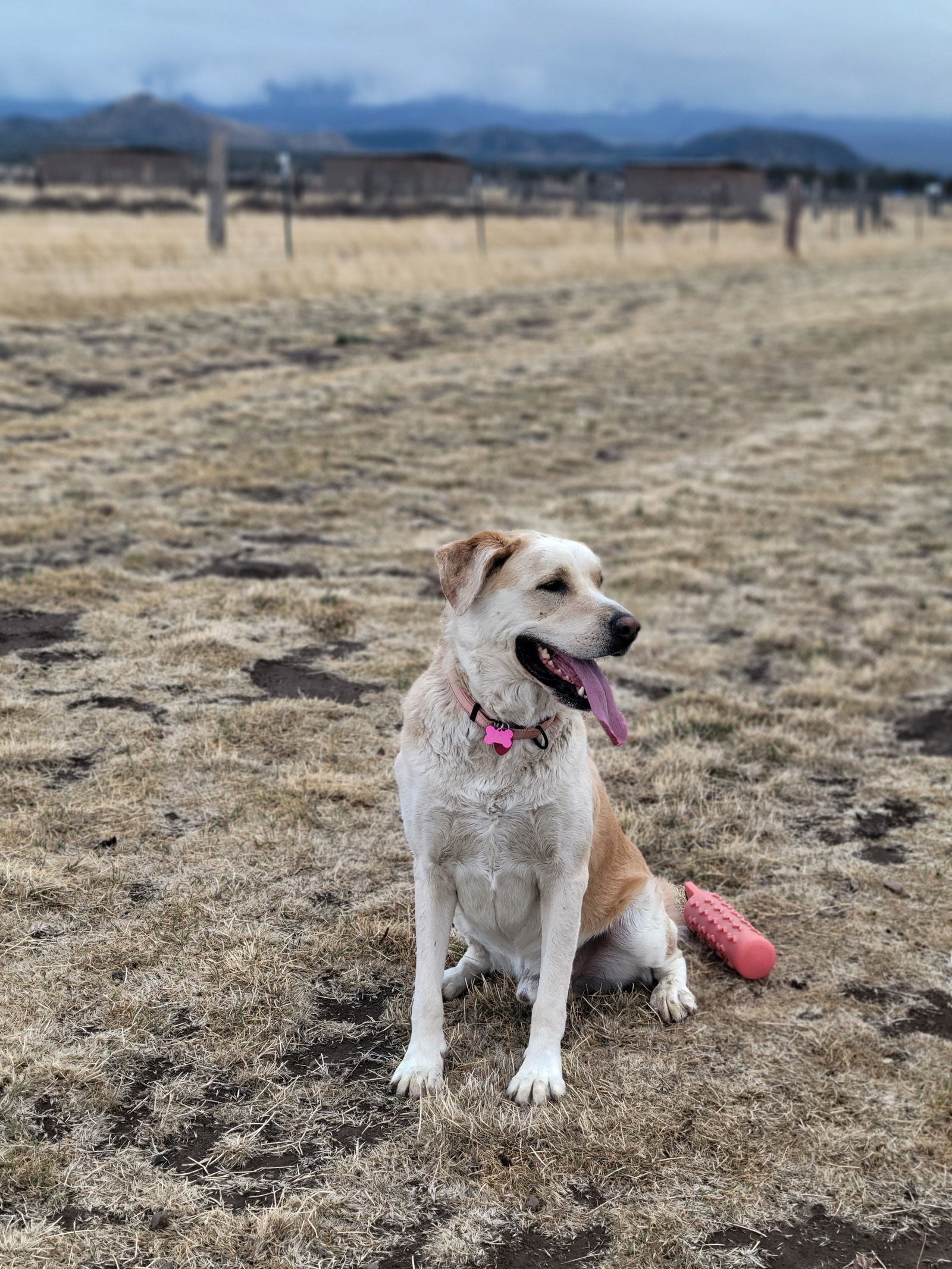 Tramp, an adoptable Alaskan Malamute, Labrador Retriever in Yreka, CA, 96097 | Photo Image 2