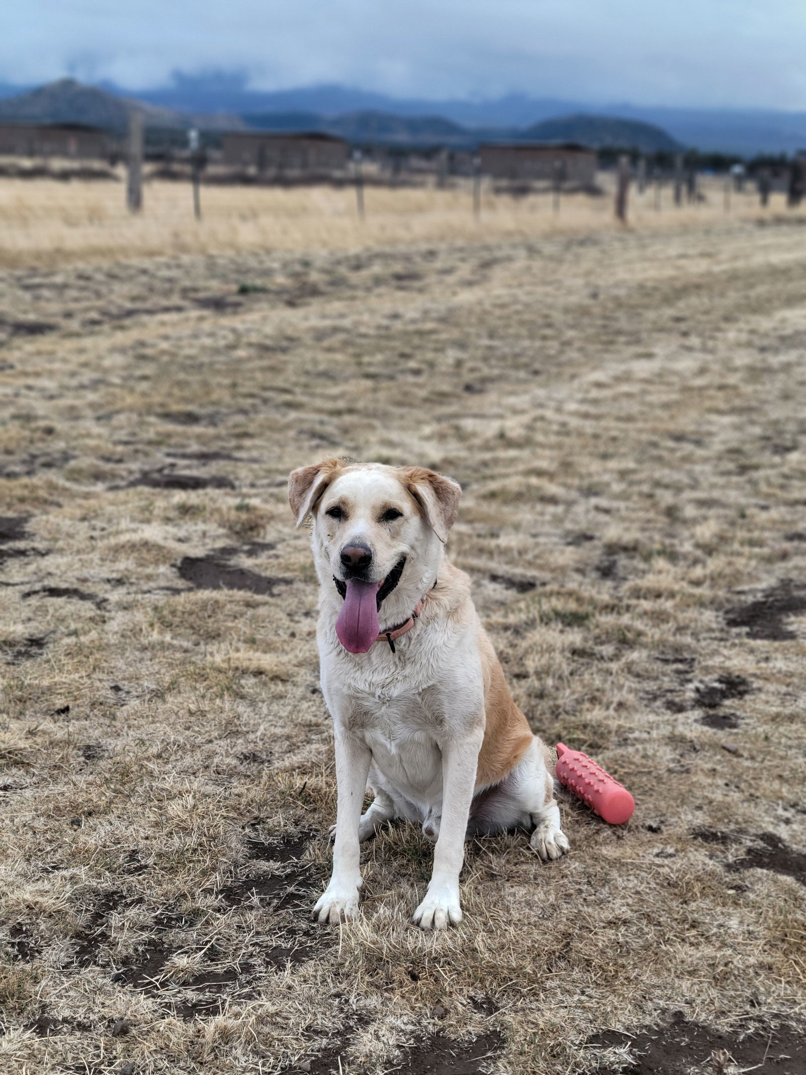 Tramp, an adoptable Alaskan Malamute, Labrador Retriever in Yreka, CA, 96097 | Photo Image 3