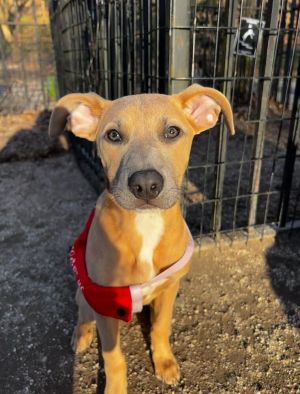 About Her -AMAZING on leash super treat motivated We are in the process of potty training and she