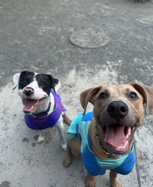 About Her -AMAZING on leash super treat motivated We are in the process of potty training and she