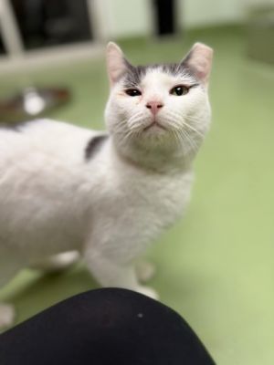 Alma, Adult Female Domestic Short Hair