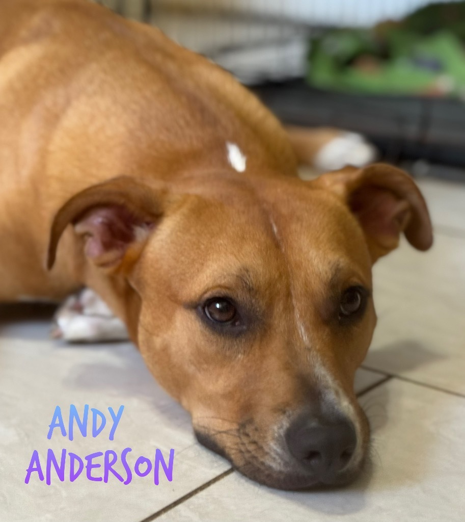 Andy Anderson