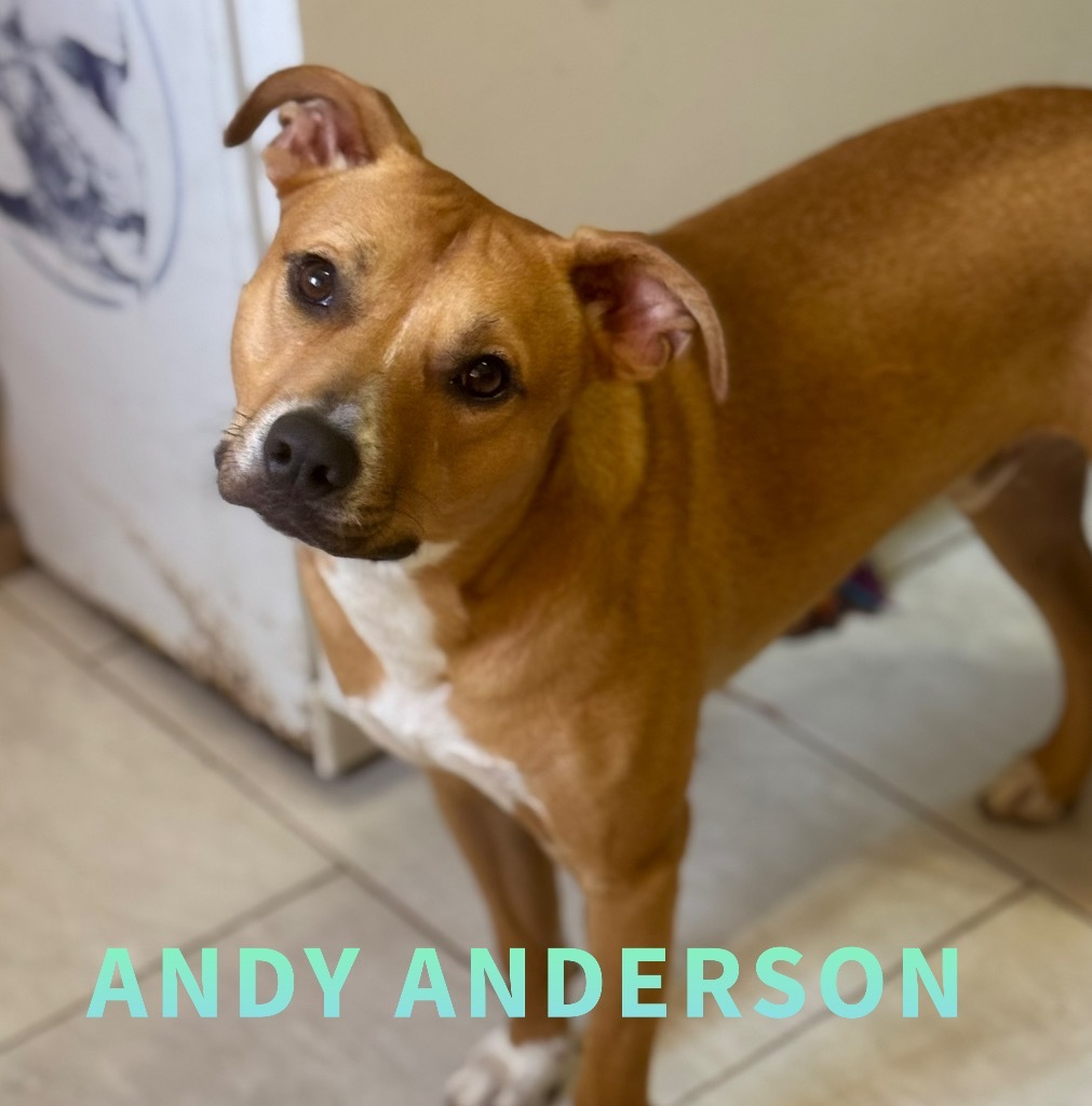 Andy Anderson