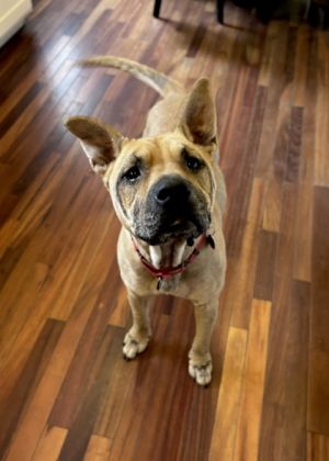 Dagwood, Adult Male Mixed Breed