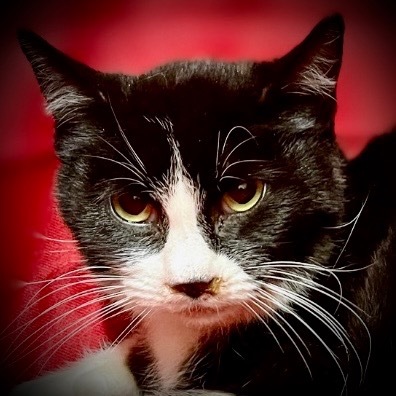 Stewy