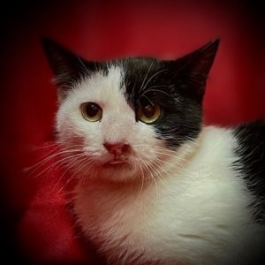 Toby, Young Female Domestic Short Hair