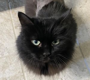 Squeakers, Senior Female Domestic Long Hair