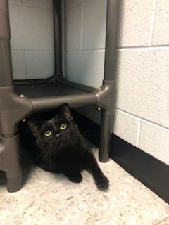 Bagheera