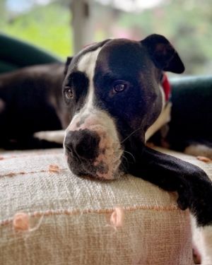 Pinky, Adult Female Pit Bull Terrier