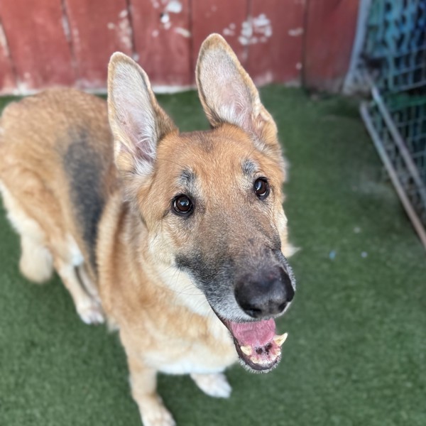 Tank, an adoptable German Shepherd Dog, Borzoi in Oceanside, CA, 92058 | Photo Image 1