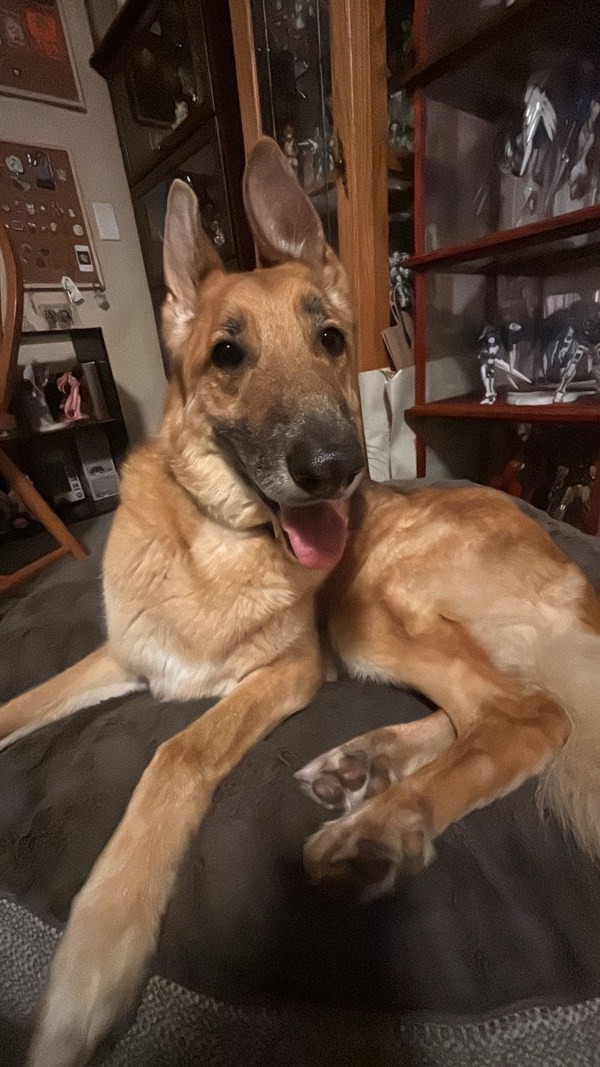 Tank, an adoptable German Shepherd Dog, Borzoi in Oceanside, CA, 92058 | Photo Image 2
