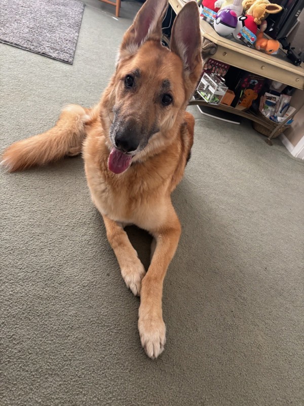 Tank, an adoptable German Shepherd Dog, Borzoi in Oceanside, CA, 92058 | Photo Image 3