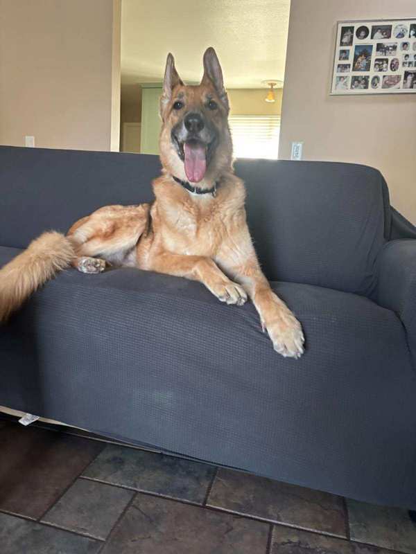 Tank, an adoptable German Shepherd Dog, Borzoi in Oceanside, CA, 92058 | Photo Image 4